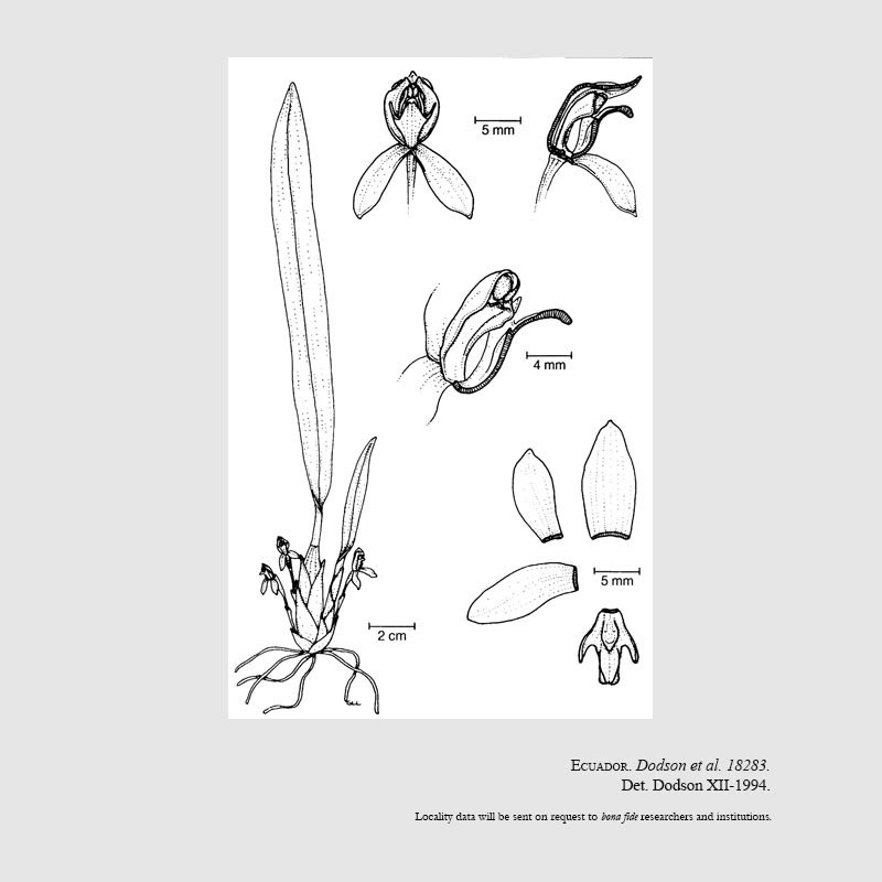 Mormolyca richii